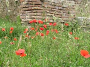 Ostia poppies close