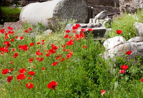 poppies in ruins