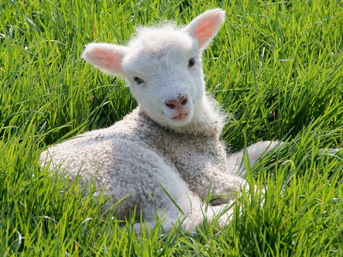 lamb